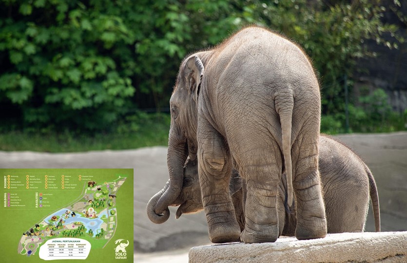 Safari Zoo Destinasi Wisata Baru di Kota Solo yang Sedang Hits